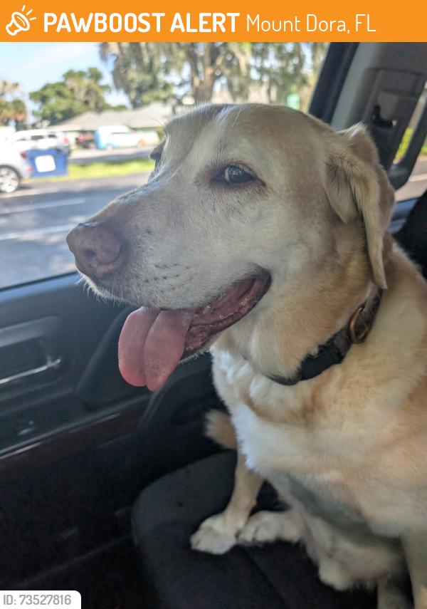 Found/Stray Male Dog last seen 11th & Hilltop, Mount Dora, FL 32757