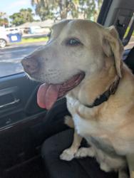 Found/Stray Male Dog last seen 11th & Hilltop, Mount Dora, FL 32757