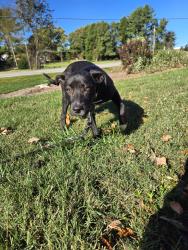 Reunited Female Dog last seen old walkertown rd, Winston-Salem, NC 27105