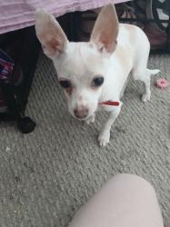 Lost Male Dog last seen Near the train tracks., Hammond, IN 46320