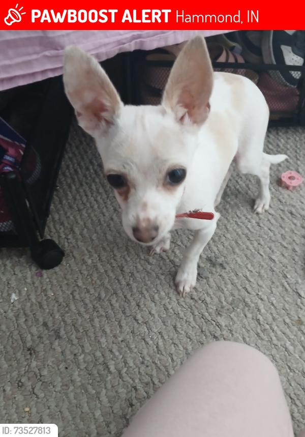 Lost Male Dog last seen Near the train tracks., Hammond, IN 46320