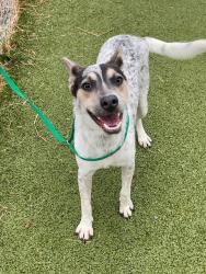 Shelter Stray Male Dog last seen Near BUNCE RD, FAYETTEVILLE NC 28314, 4704 Corporation Dr, Fayetteville, NC 28306, USA