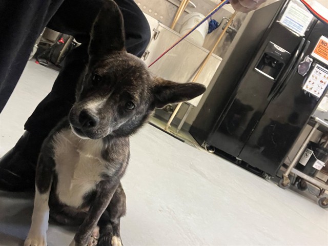 Shelter Stray Female Dog last seen , 4704 Corporation Dr, Fayetteville, NC 28306, USA