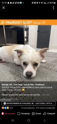 Lost Male Dog last seen See last time for starbucks close new bear, Raleigh, NC 27609