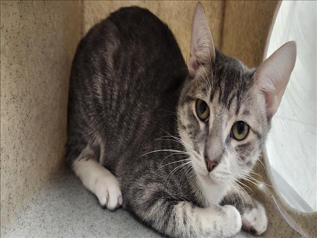 Shelter Stray Male Cat last seen , 11361 W Pico Blvd, Los Angeles, CA 90064, USA