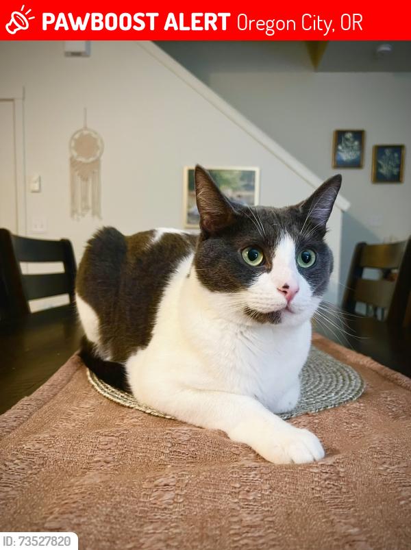 Lost Male Cat last seen Glen Oak St + Coast Redwood Ave, Oregon City, OR 97045