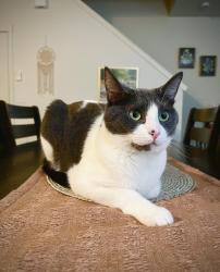 Lost Male Cat last seen Glen Oak St + Coast Redwood Ave, Oregon City, OR 97045