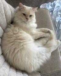 Reunited Male Cat last seen Thorngate drive Mason, Mason, OH 45040