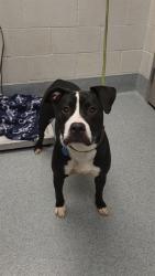 Shelter Stray Female Dog last seen Near, 5001 E Raymond St, Indianapolis, IN 46203, USA