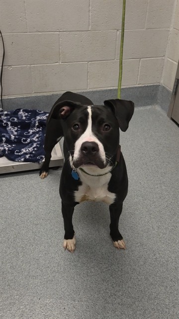 Shelter Stray Female Dog last seen Near, 5001 E Raymond St, Indianapolis, IN 46203, USA