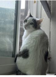 Reunited Female Cat last seen Rundquist and Leland, West Jordan, UT 84084