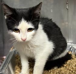 Shelter Stray Female Cat last seen PATRICK AVE, 1601 Airport Rd, Shelby, NC 28150, USA