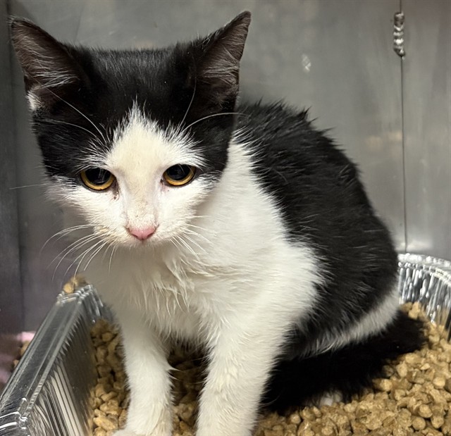 Shelter Stray Female Cat last seen PATRICK AVE, 1601 Airport Rd, Shelby, NC 28150, USA
