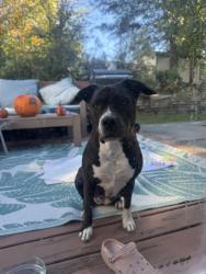 Found/Stray Female Dog last seen Long creek parkway and woodland park lane, Charlotte, NC 28269