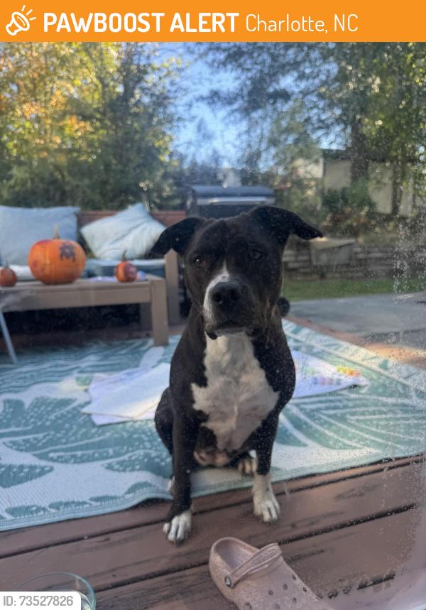 Found/Stray Female Dog last seen Long creek parkway and woodland park lane, Charlotte, NC 28269