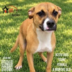 Shelter Stray Female Dog last seen , 3201 Lacy St, Los Angeles, CA 90031, USA