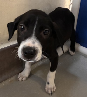 Shelter Stray Male Dog last seen , 232 Eslinger Way, Sanford, FL 32773, USA