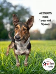 Shelter Stray Male Dog last seen , 3201 Lacy St, Los Angeles, CA 90031, USA