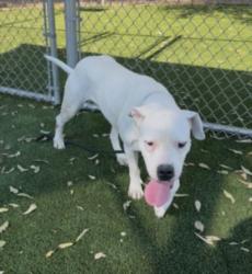 Shelter Stray Female Dog last seen , 3201 Lacy St, Los Angeles, CA 90031, USA