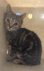 Shelter Stray Female Cat last seen KAY LN, 232 Eslinger Way, Sanford, FL 32773, USA
