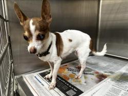 Shelter Stray Female Dog last seen , 3201 Lacy St, Los Angeles, CA 90031, USA