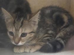 Shelter Stray Female Cat last seen KAY LN, 232 Eslinger Way, Sanford, FL 32773, USA