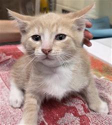 Shelter Stray Male Cat last seen , 232 Eslinger Way, Sanford, FL 32773, USA