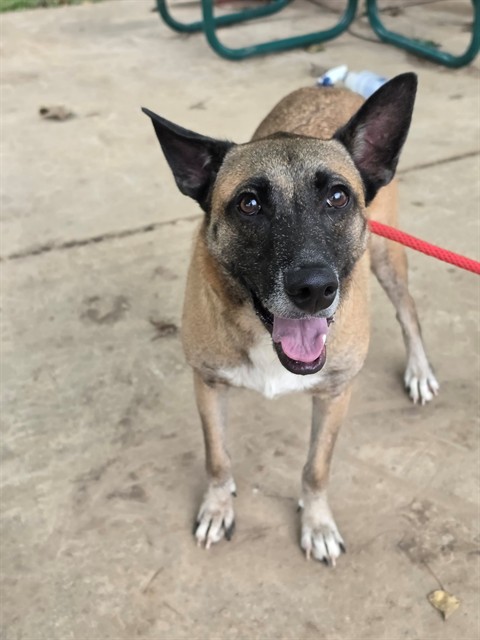 Shelter Stray Male Dog last seen OTHER CO, 4850 Mid Rivers Mall Dr, St Peters, MO 63376, USA