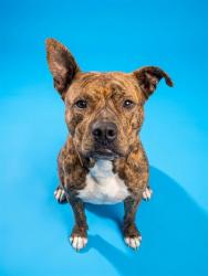 Shelter Stray Male Dog last seen DOLLAR GENERAL ON 8TH ST, 2020 Forest St, Jacksonville, FL 32204, USA