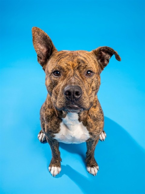 Shelter Stray Male Dog last seen DOLLAR GENERAL ON 8TH ST, 2020 Forest St, Jacksonville, FL 32204, USA