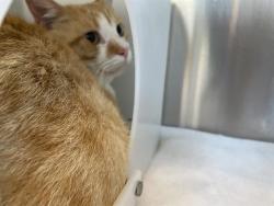 Shelter Stray Male Cat last seen Near BLOCK N 36TH ST, 3839 W Burnham St, West Milwaukee, WI 53215, USA