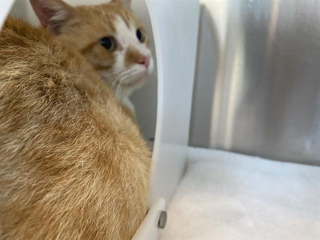 Shelter Stray Male Cat last seen Near BLOCK N 36TH ST, 3839 W Burnham St, West Milwaukee, WI 53215, USA