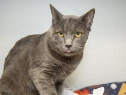 Shelter Stray Male Cat last seen 8TH AVE AND SPUR ST, 5501 E Van Buren St, Phoenix, AZ 85008, USA
