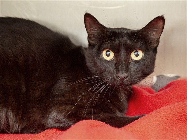 Shelter Stray Female Cat last seen Near BLOCK S 44TH ST, 5501 E Van Buren St, Phoenix, AZ 85008, USA