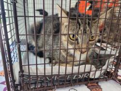 Shelter Stray Female Cat last seen , 957 N Gaffey St, San Pedro, CA 90731, USA