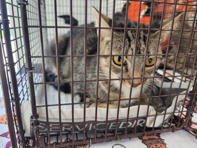 Shelter Stray Female Cat last seen , 957 N Gaffey St, San Pedro, CA 90731, USA