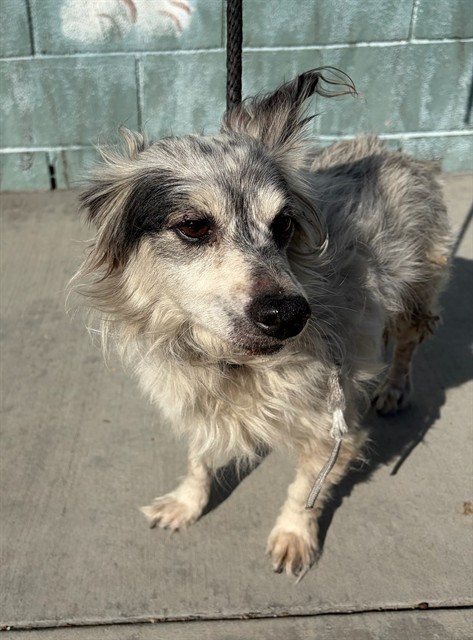 Shelter Stray Unknown Dog last seen , 4275 Elton St, Baldwin Park, CA 91706, USA