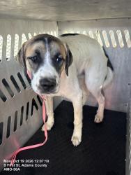 Shelter Stray Male Dog last seen HIGHWAY 79 IN BENNETT, 12155 Park Blvd, Brighton, CO 80601, USA