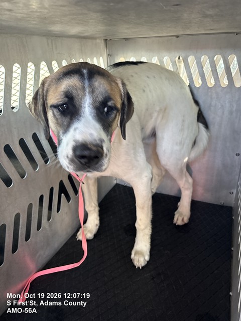 Shelter Stray Male Dog last seen HIGHWAY 79 IN BENNETT, 12155 Park Blvd, Brighton, CO 80601, USA