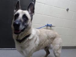 Shelter Stray Male Dog last seen Near BLOCK W 5TH AVE, DENVER CO 80204, 1241 W Bayaud Ave, Denver, CO 80223, USA