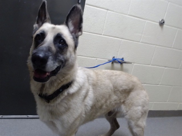 Shelter Stray Male Dog last seen Near BLOCK W 5TH AVE, DENVER CO 80204, 1241 W Bayaud Ave, Denver, CO 80223, USA