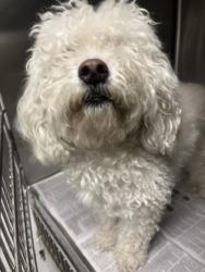 Shelter Stray Female Dog last seen , 14409 Vanowen St, Van Nuys, CA 91405, USA