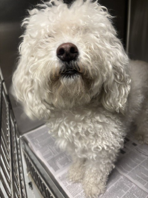 Shelter Stray Female Dog last seen , 14409 Vanowen St, Van Nuys, CA 91405, USA