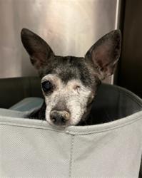 Shelter Stray Male Dog last seen , 14409 Vanowen St, Van Nuys, CA 91405, USA