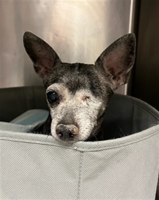 Shelter Stray Male Dog last seen , 14409 Vanowen St, Van Nuys, CA 91405, USA