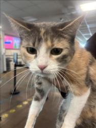 Shelter Stray Female Cat last seen , 14409 Vanowen St, Van Nuys, CA 91405, USA
