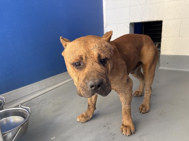 Shelter Stray Male Dog last seen Near BLOCK AVE 192, TULARE, CA, Visalia, CA 93292, USA