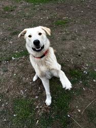Lost Male Dog last seen 96th and McKinley, Tacoma, WA 98404
