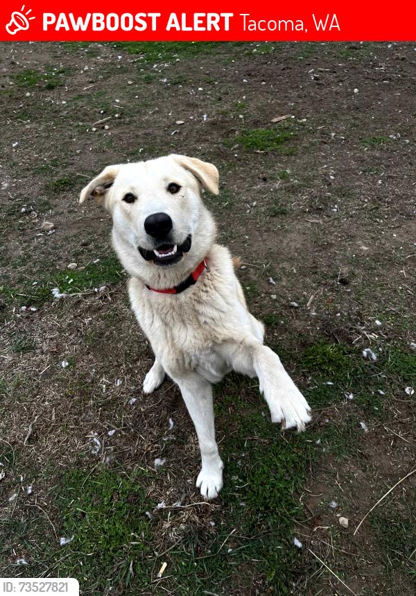 Lost Male Dog last seen 96th and McKinley, Tacoma, WA 98404