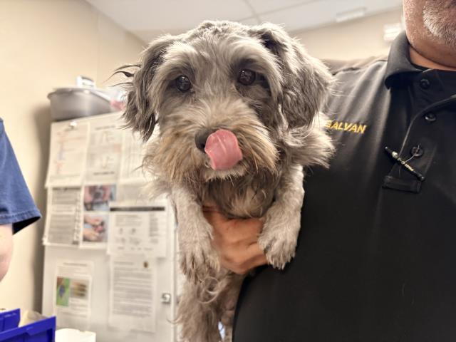 Shelter Stray Female Dog last seen Near BLOCK AVE 216, TULARE, CA, Visalia, CA 93292, USA